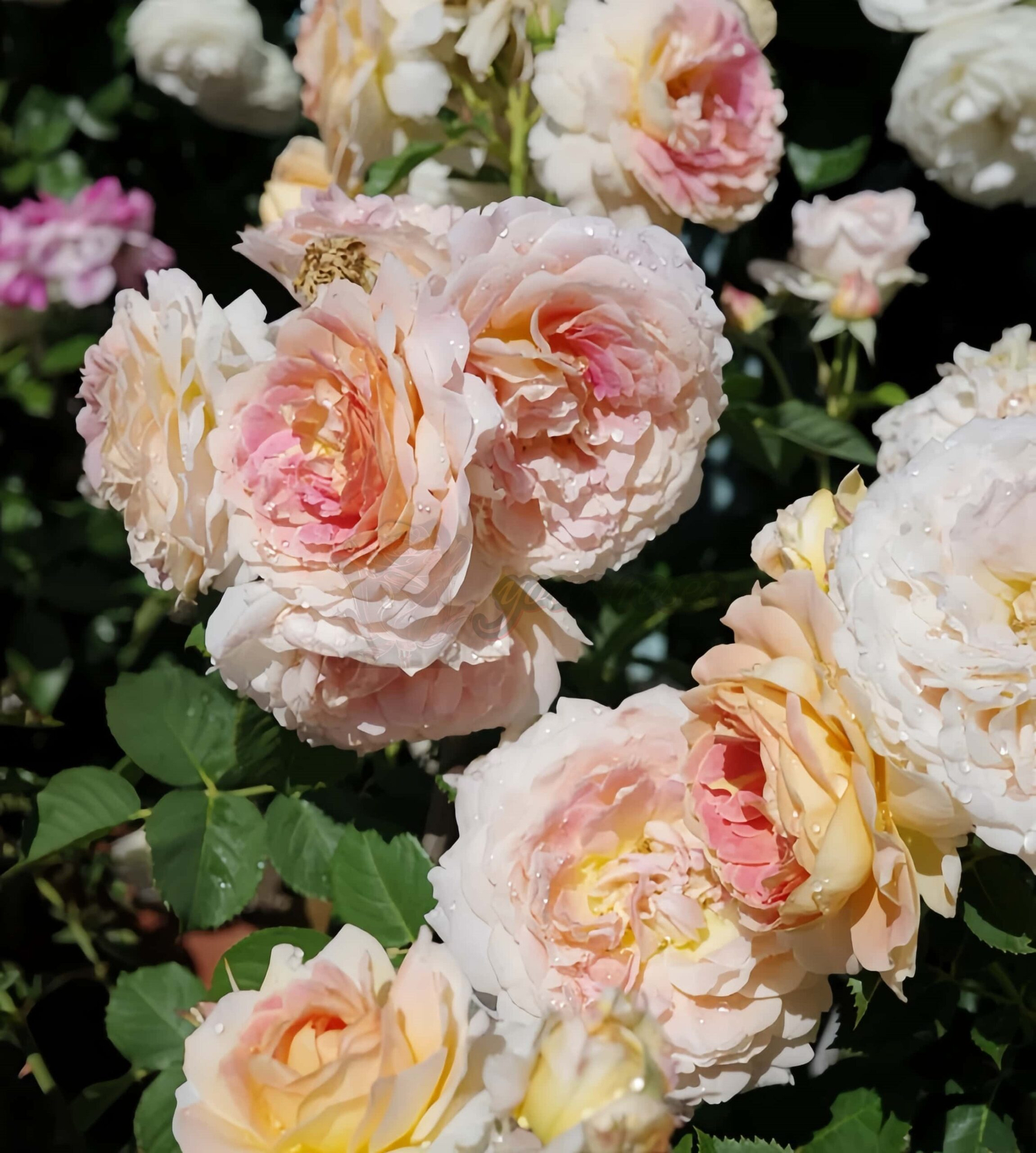 Fun in the Sun Rose for sale丨Your roses