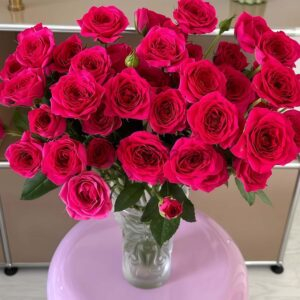 Gem star Rose plant丨Your roses