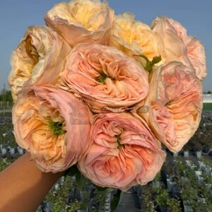 GeorginaGardens Rose丨Your roses
