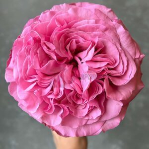 Get Lucky Rose丨Your roses