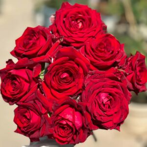 Gladiator Rose丨Your roses