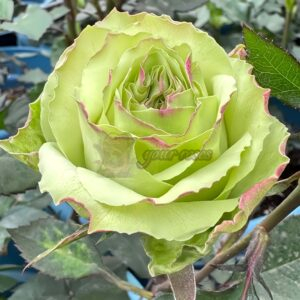 Green Fashion Rose plant丨Your roses