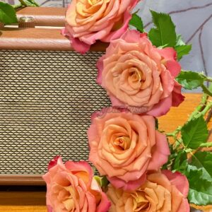 Gypsy Curiosa Rose for sale丨Your roses