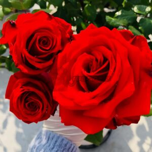 HOT BLOOD Rose丨Your roses