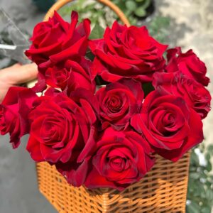 Hallelujah Rose丨Your roses