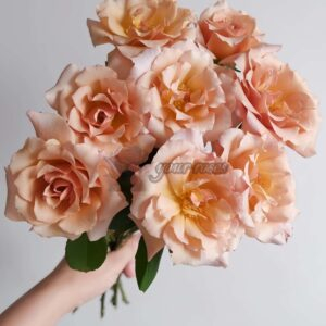 Hatune Rose for sale丨Your roses