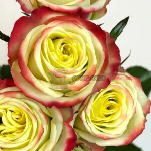 Hua'erqi Rose丨Your roses