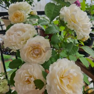 Ice Cream Balcony Rose plant丨Your roses