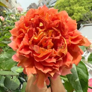 Jazz Rose for sale丨Your roses