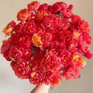 Juice splash Rose for sale丨Your roses