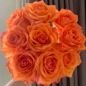 Kings Day Rose丨Your roses