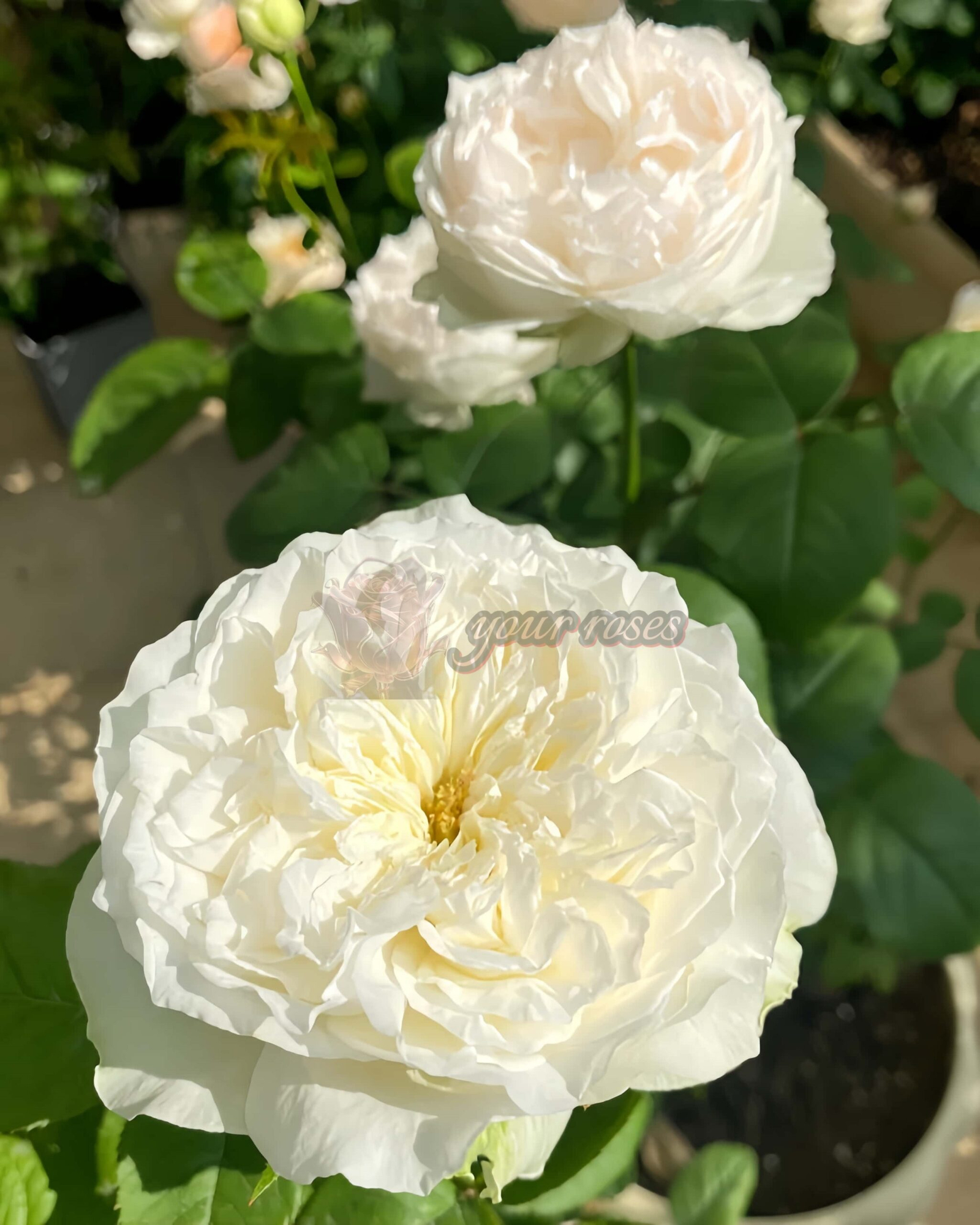 Lady Ford Rose丨Your roses