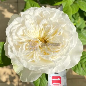 Lady Ford Rose for sale丨Your roses