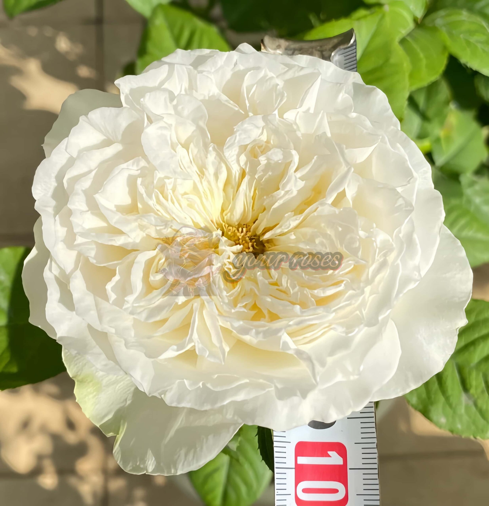 Lady Ford Rose for sale丨Your roses