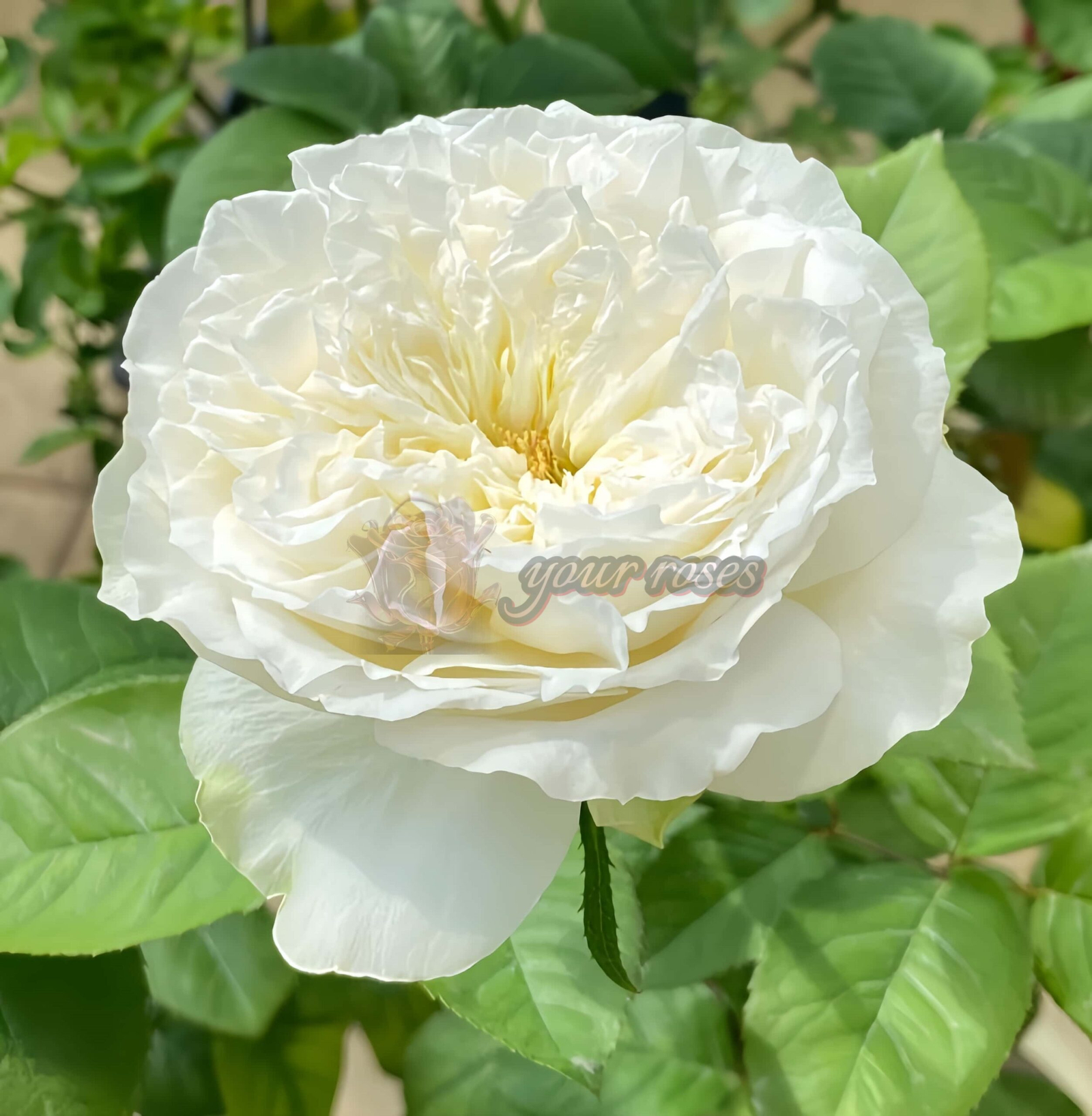 Lady Ford Rose丨Your roses