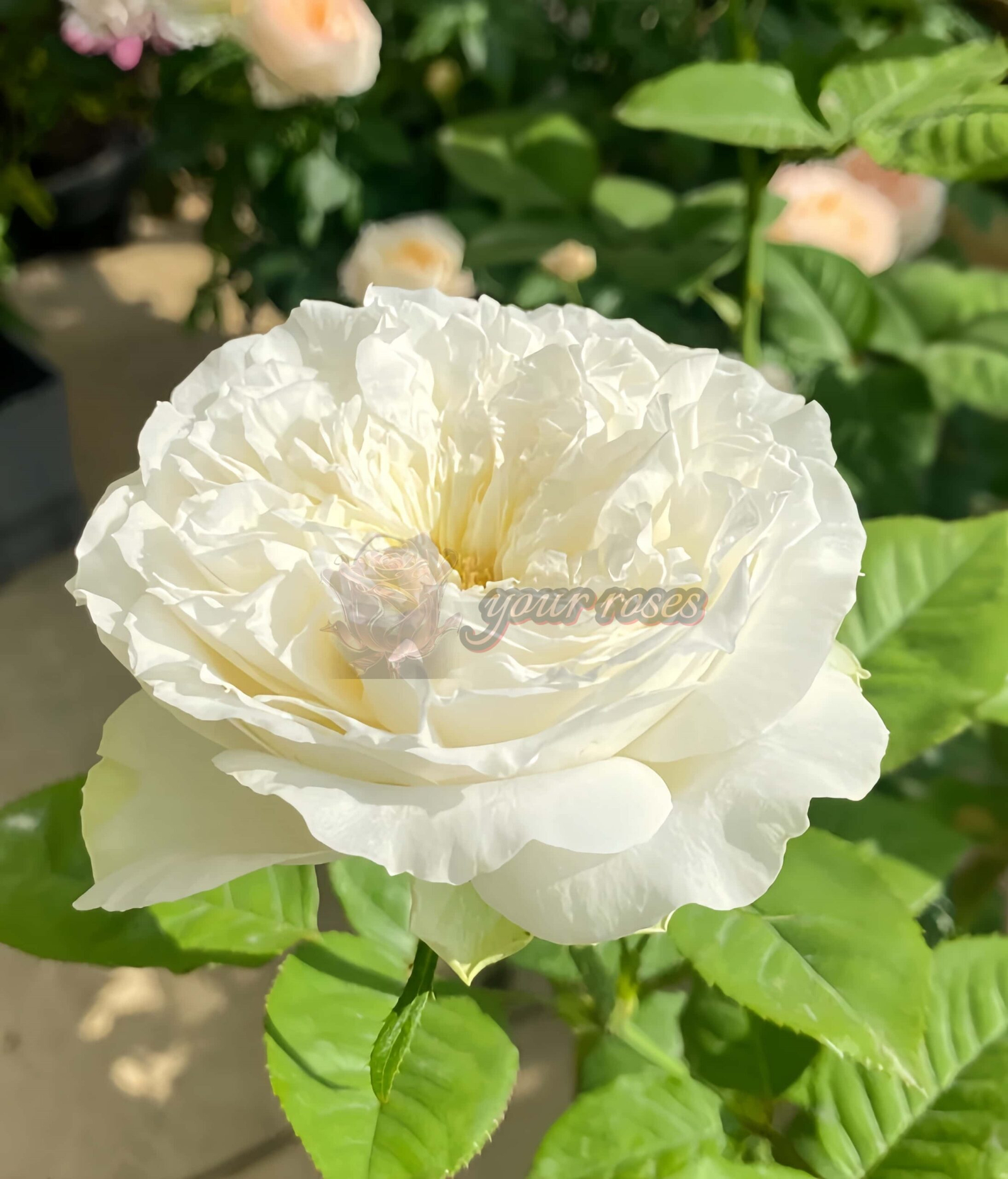 Lady Ford Rose plant丨Your roses