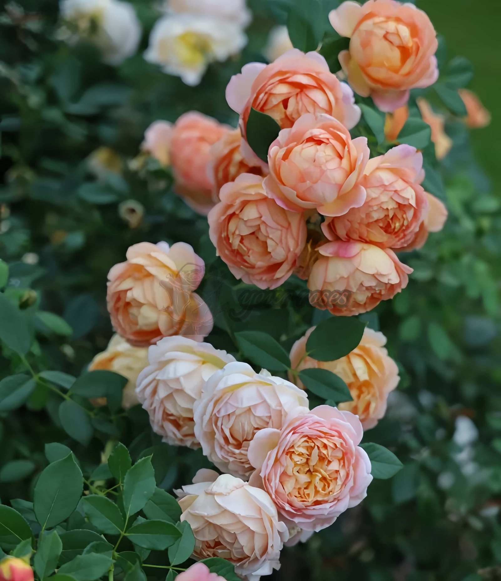 Lady of shalott Rose丨Your roses
