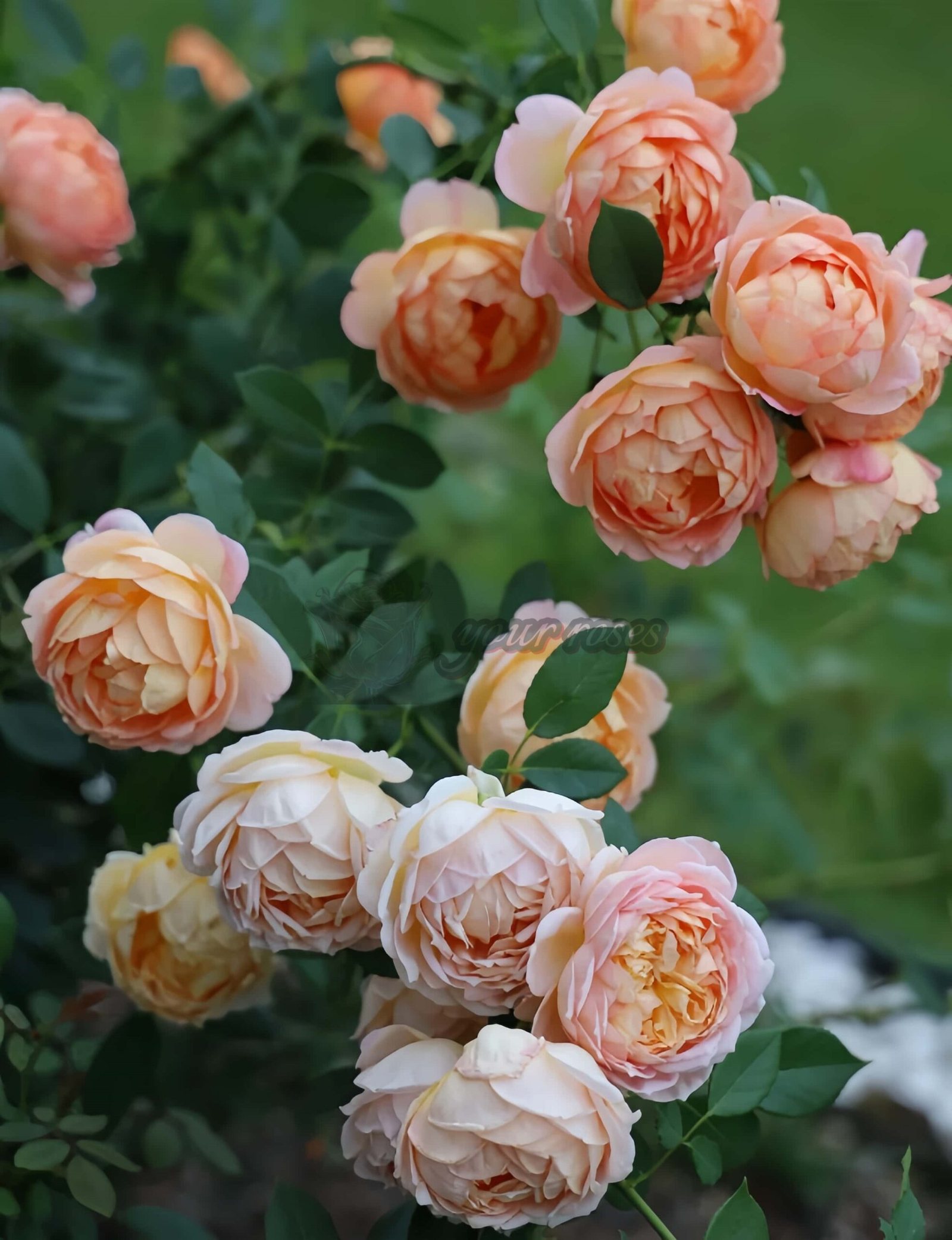 Lady of shalott Rose for sale丨Your roses