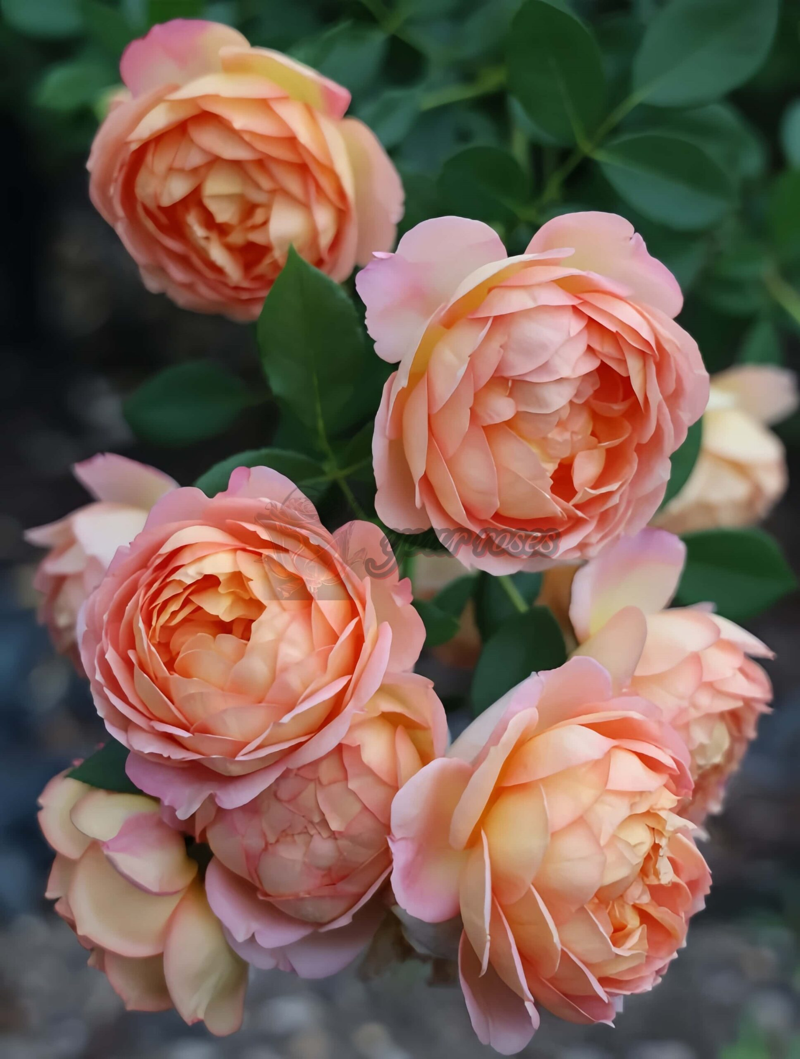 Lady of shalott Rose丨Your roses