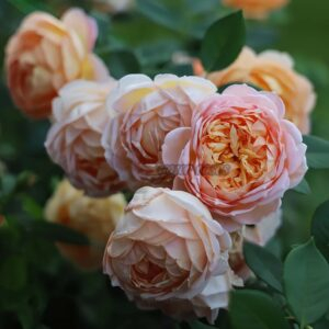 Lady of shalott Rose plant丨Your roses