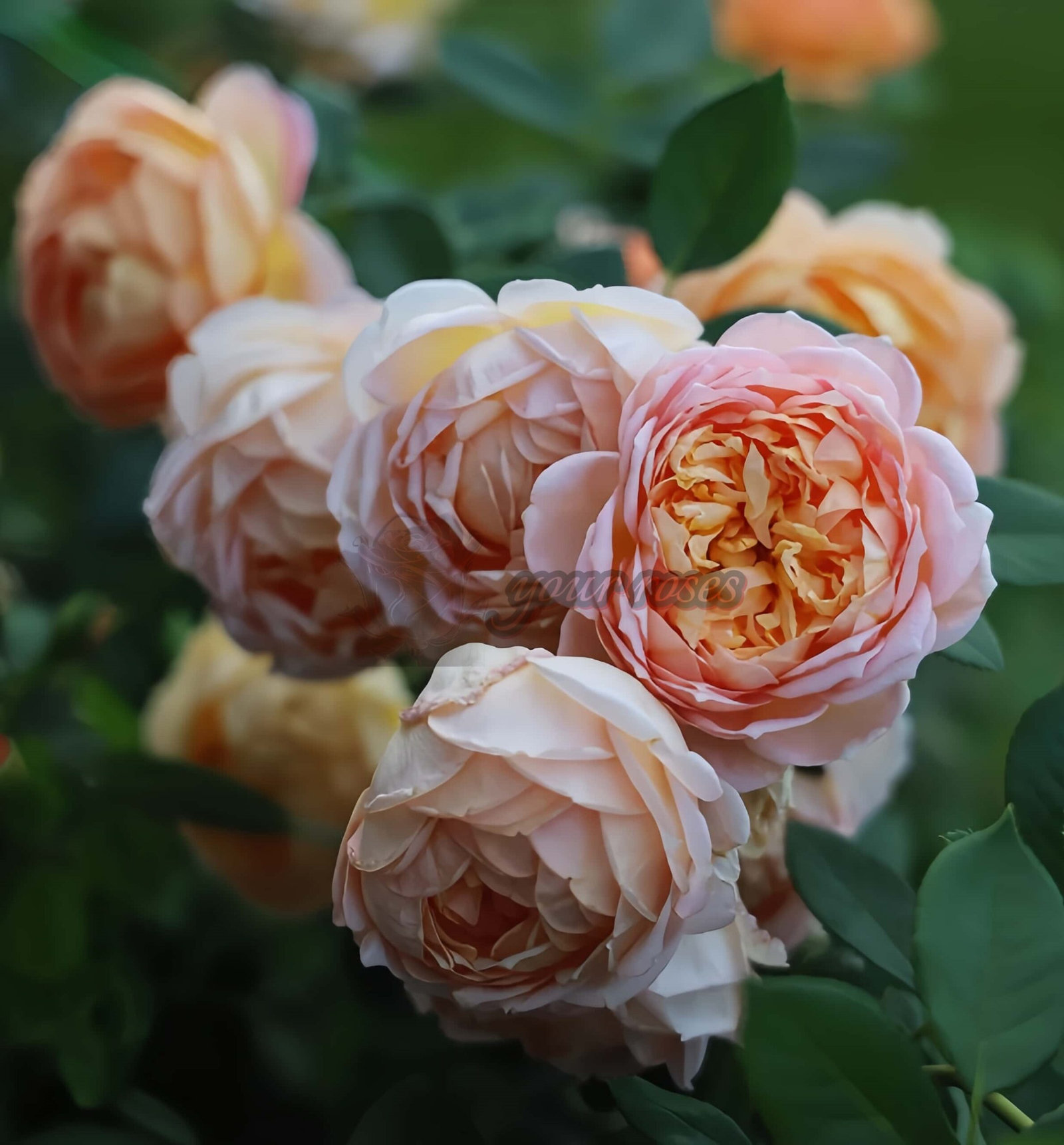 Lady of shalott Rose plant丨Your roses