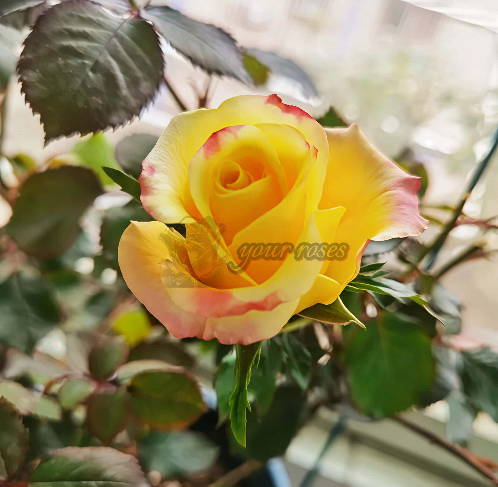 Life Style Rose丨Your roses