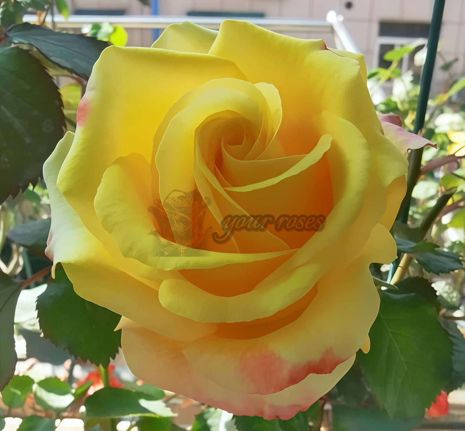 Life Style Rose for sale丨Your roses