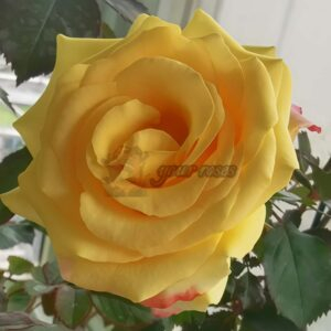 Life Style Rose丨Your roses