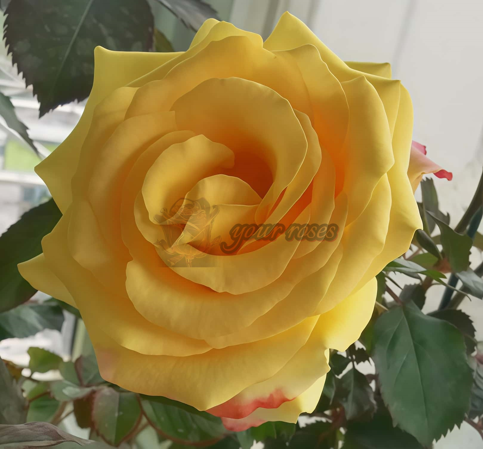 Life Style Rose丨Your roses