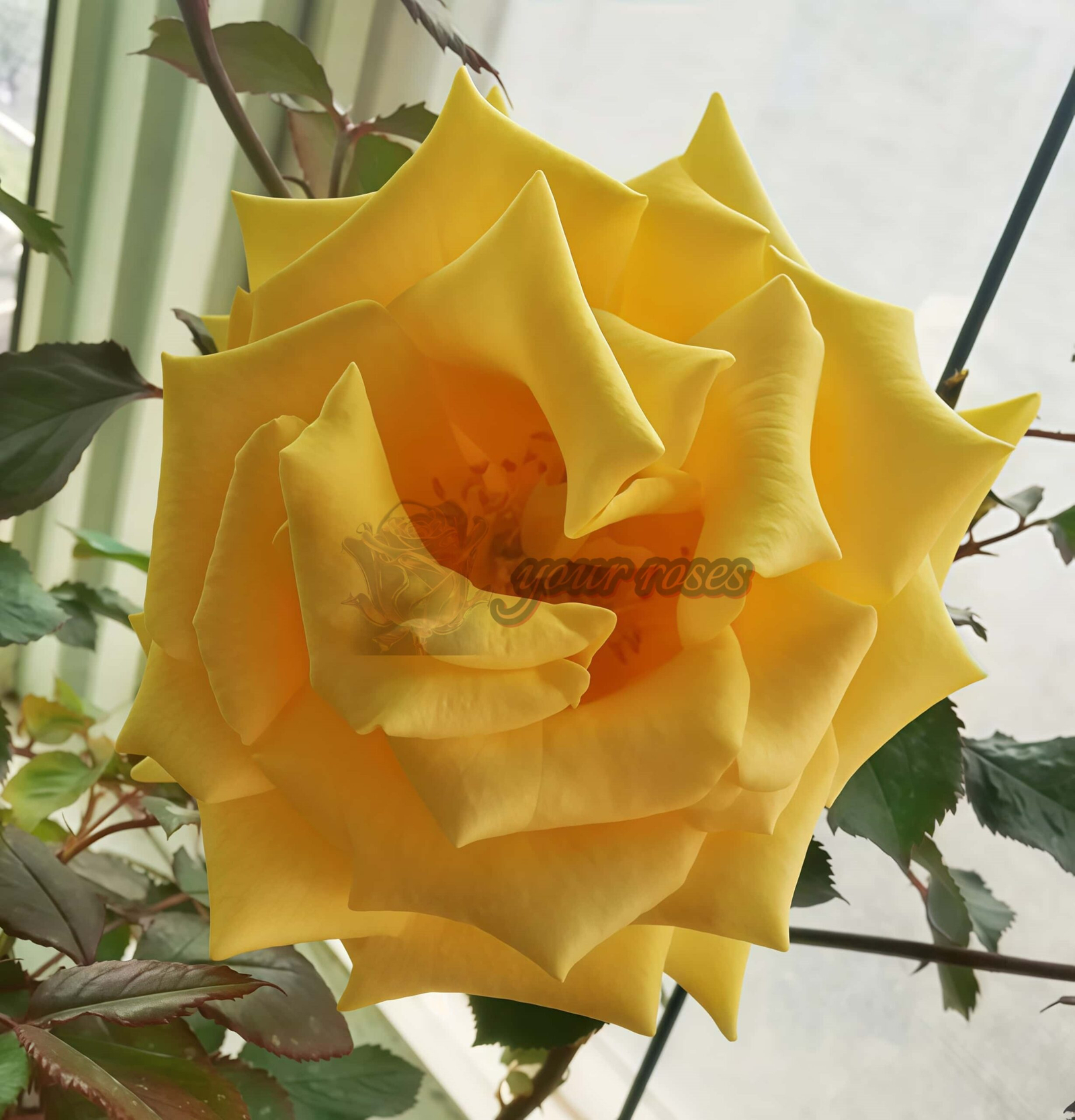 Life Style Rose plant丨Your roses