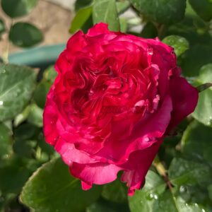 Magic Carmen Rose for sale丨Your roses