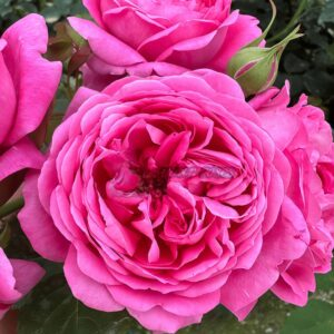 Marchen kugel Rose plant丨Your roses