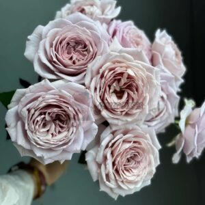 Memoire Rose plant丨Your roses