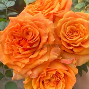 Mighty+ Rose for sale丨Your roses