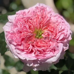 Milicent Rose for sale丨Your roses