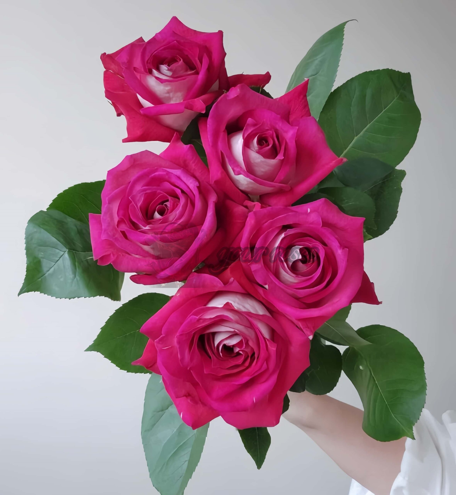 Monica Bellucci Rose plant丨Your roses