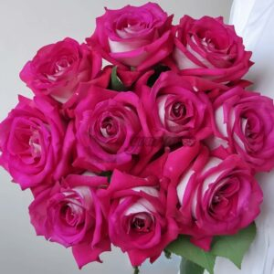 Monica Bellucci Rose for sale丨Your roses