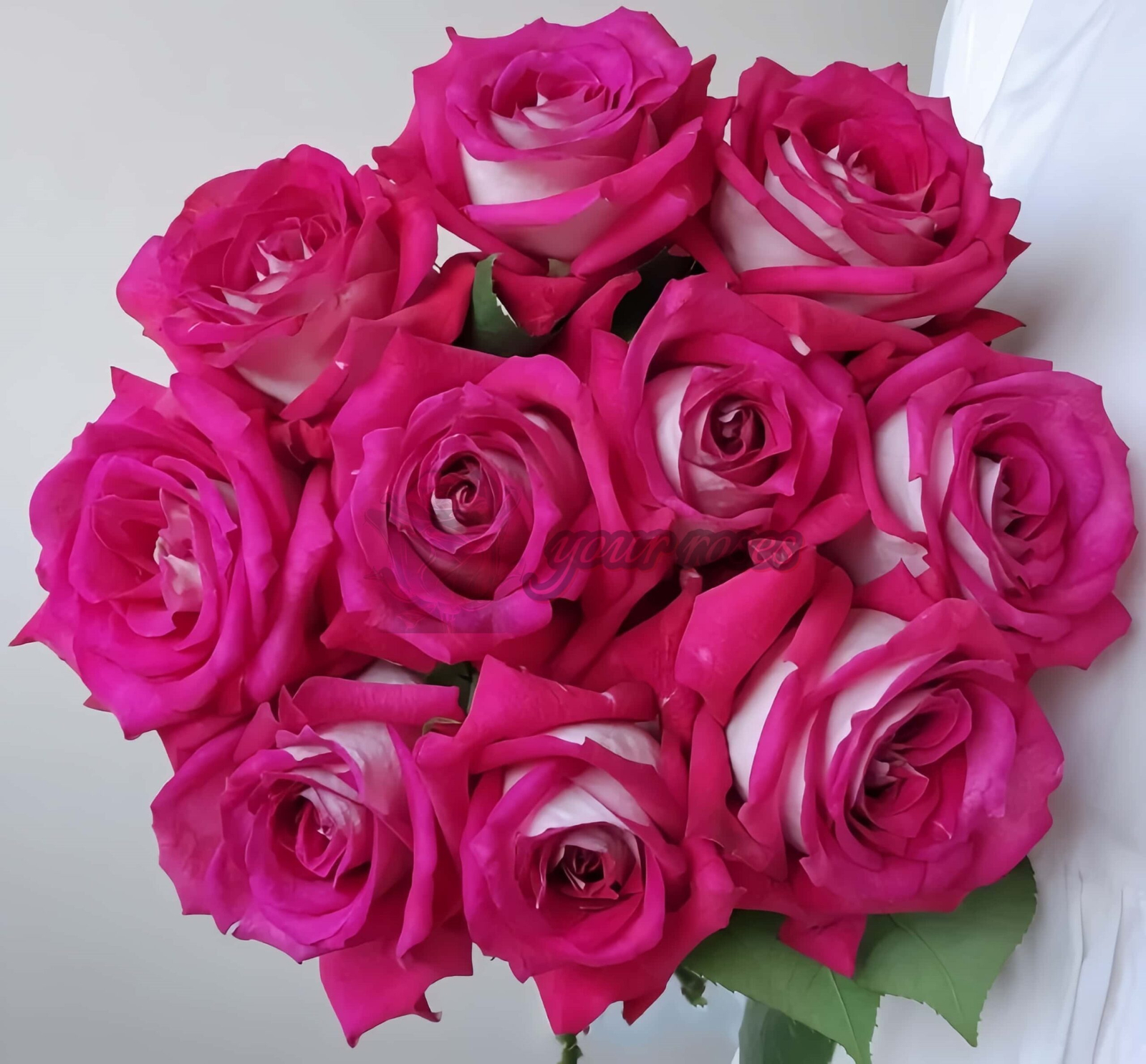 Monica Bellucci Rose for sale丨Your roses