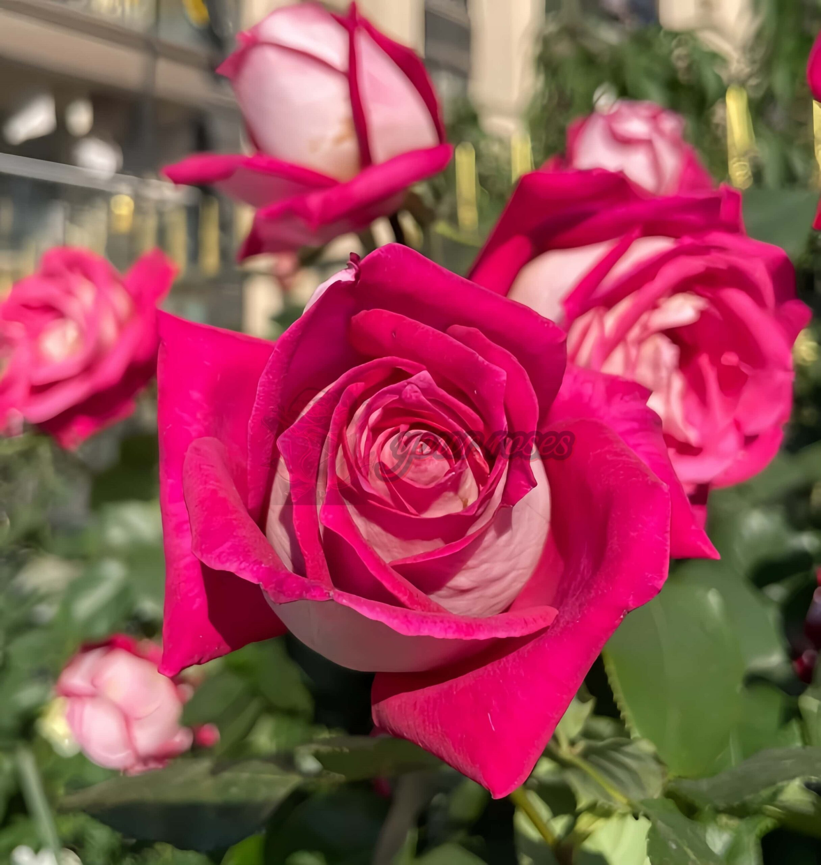 Monica Bellucci Rose丨Your roses