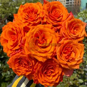 Morning Glow Rose plant丨Your roses