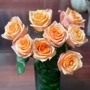 Motown Rose plant丨Your roses