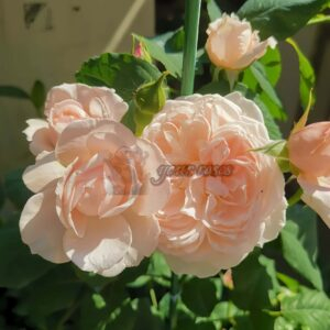 Nahéma Rose for sale丨Your roses