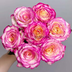 Nine-Tailed Fox Rose丨Your roses