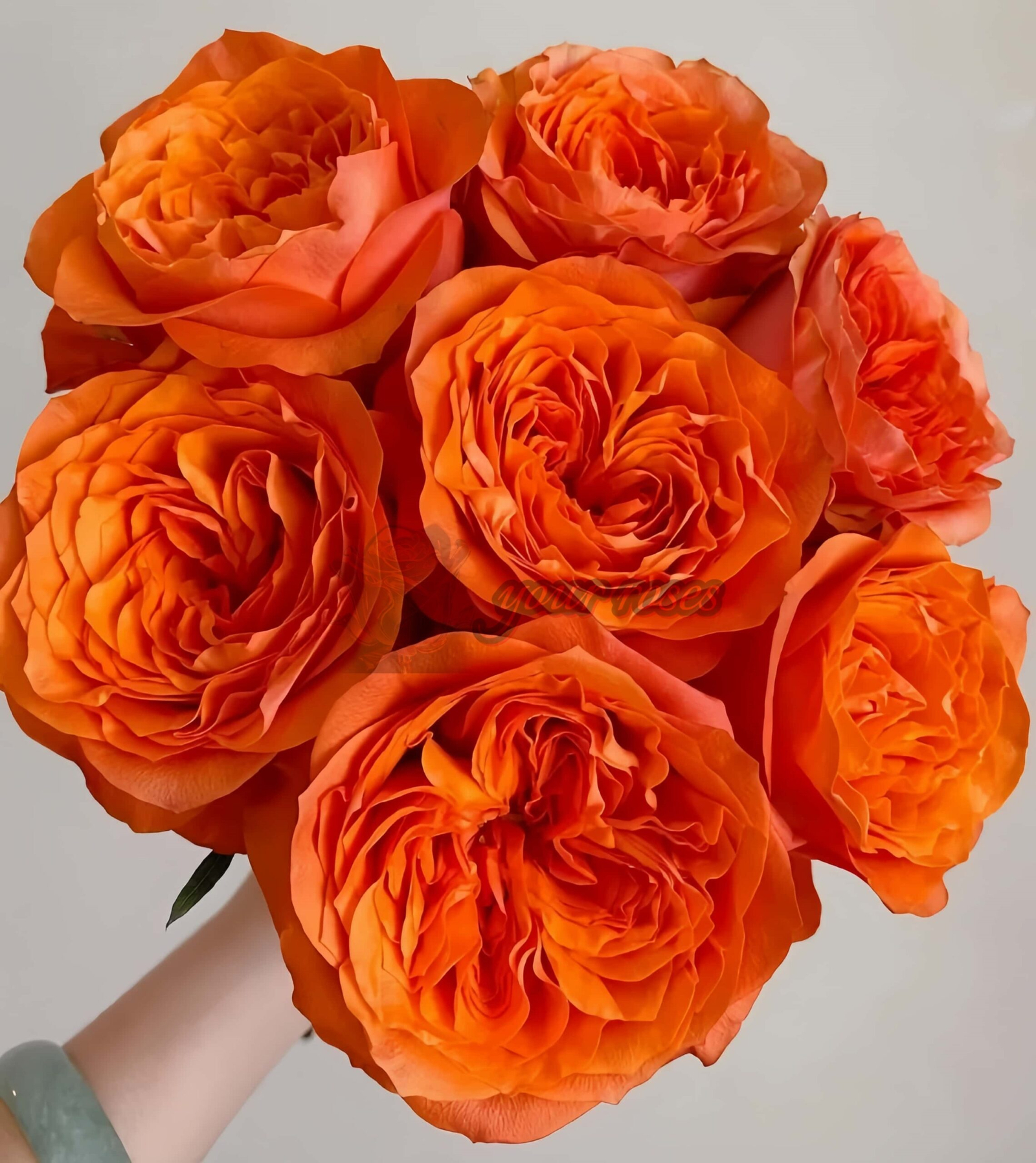 Orbit Rose for sale丨Your roses