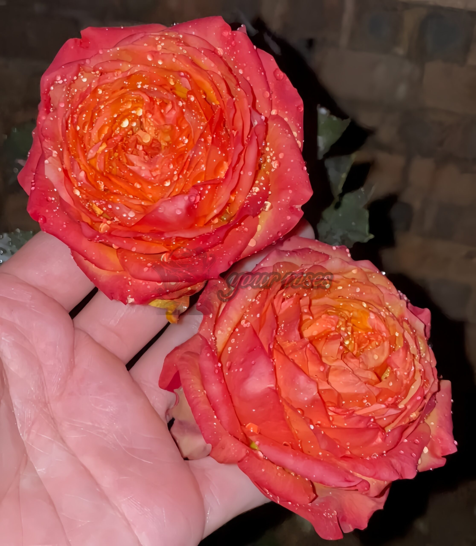 Orbit Rose plant丨Your roses