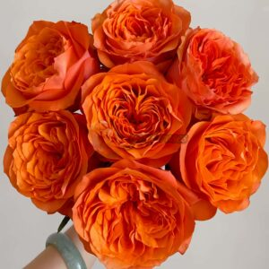 Orbit Rose丨Your roses