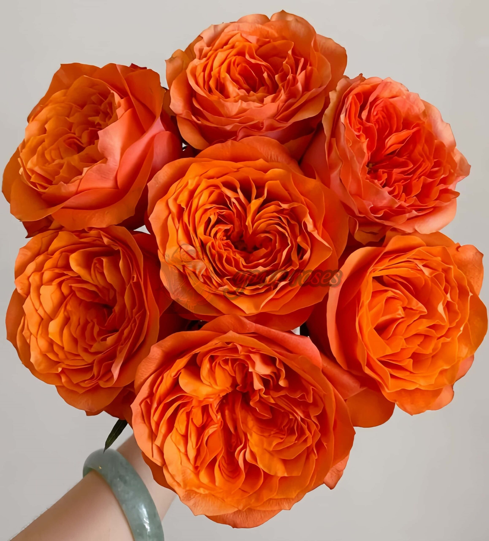 Orbit Rose丨Your roses