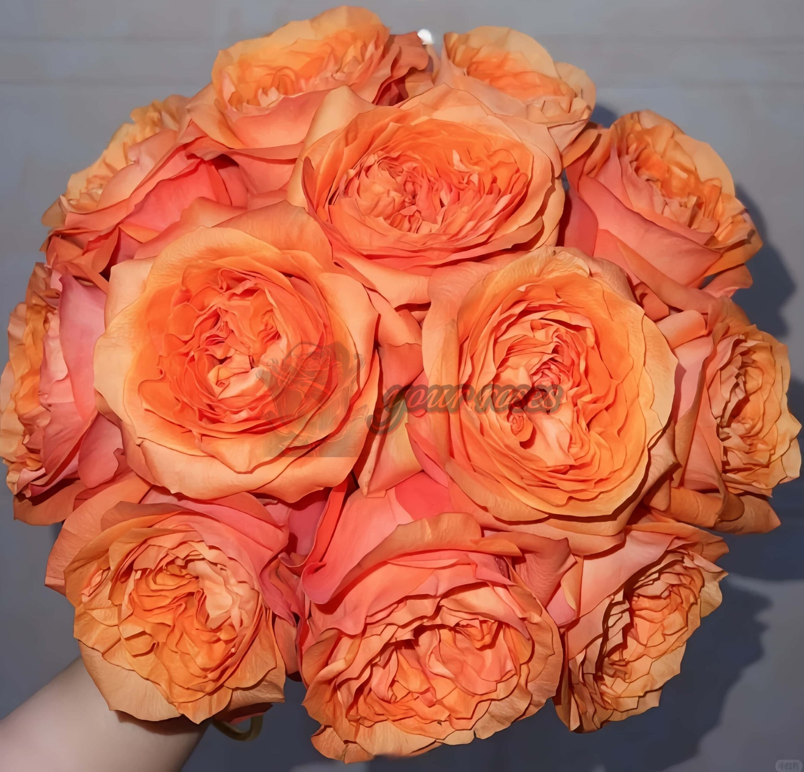 Orbit Rose丨Your roses