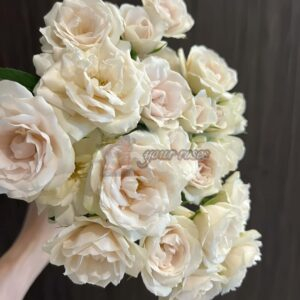 Pearl Cocoon Rose plant丨Your roses