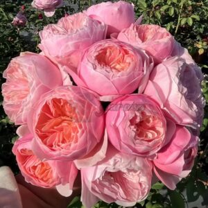 Pink Juliet Rose丨Your roses